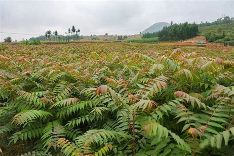 應夏陸錦川 香椿树的种植